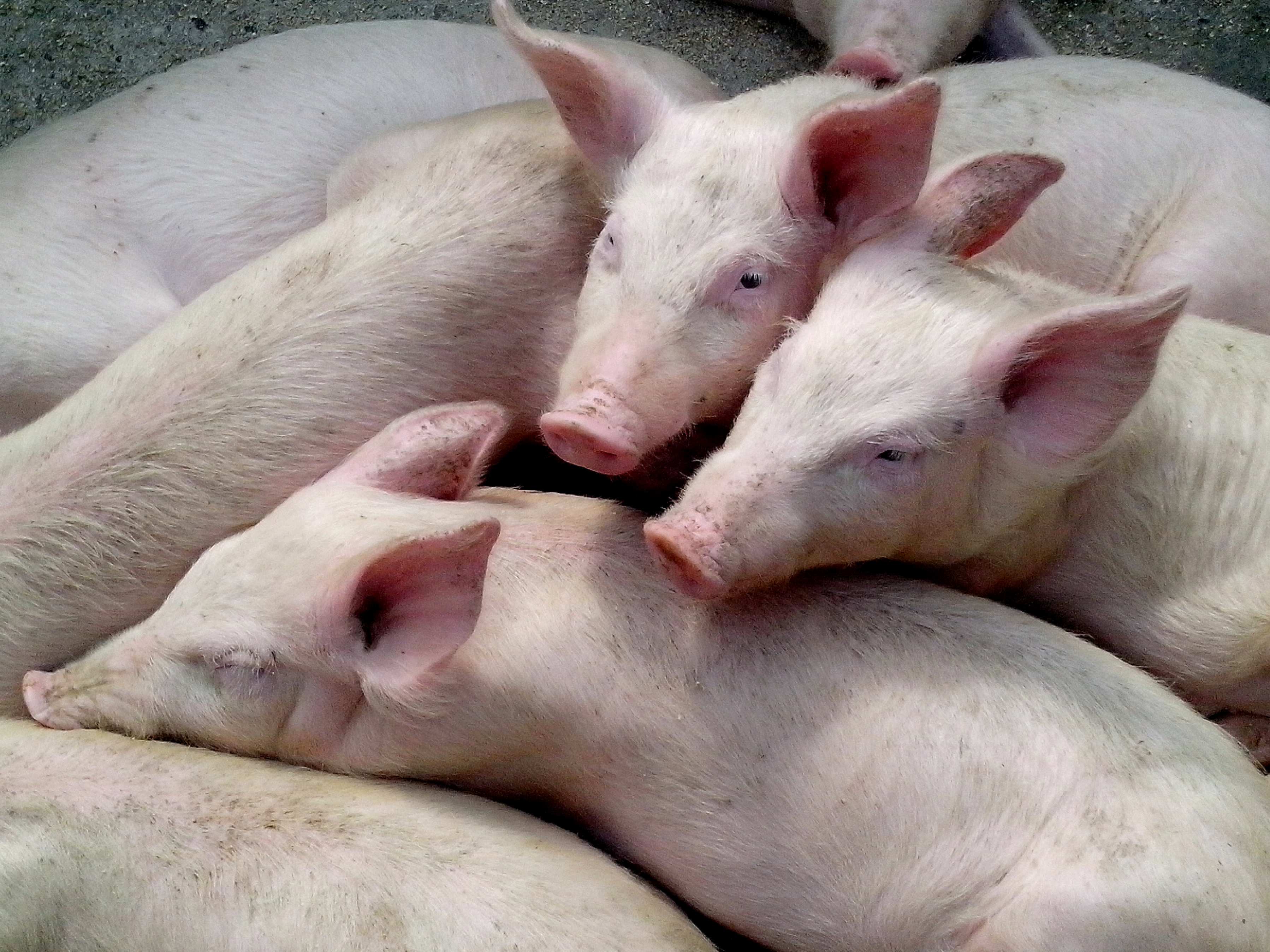 Tierärztliche Betreuung von Schweinen und Ferkeln