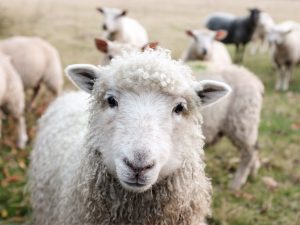 Tierärztliche Betreuung von Schafen
